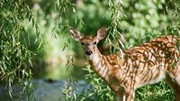 Young deer with spotted coat browsing on hanging willow branches in natural woodland setting, suitable for wildlife, nature, and outdoor editorial projects.