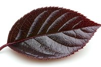 Purple plum leaf with prominent veins and rich burgundy color isolated on white background, showing detailed natural texture and pattern for botanical design.