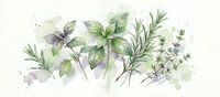 Watercolor herbs and spices collection with basil rosemary thyme on white background isolated for culinary design cooking recipes kitchen decor.