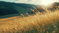 Golden wheat field swaying in warm sunset light against mountain backdrop, wild grass stems catching evening sun rays creating dreamy rural landscape.