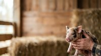 Farmer holding young piglet in hands at rural farm barn with hay and wooden structures in background.