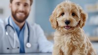 Adorable golden doodle puppy at veterinary clinic with smiling male doctor in background. Pet healthcare, medical checkup, and animal wellness concept.