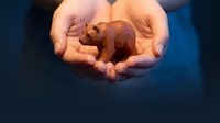 Hands gently holding small wooden bear figurine in protective cupped palms against dark blue background symbolizing care and protection.
