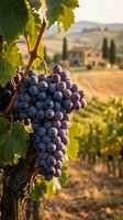 Ripe purple grapes hanging on vine with green leaves in sunlit vineyard landscape, countryside estate and rolling hills in soft focus background.