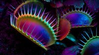 Vibrant Venus flytrap plants with colorful neon-like edges glowing in purple, blue, and green hues against dark background.