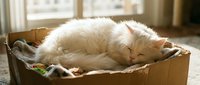 Adorable white fluffy cat sleeping peacefully in cardboard box by sunny window. Cozy pet relaxation scene for home comfort and animal welfare content.