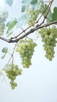 Fresh green grapes hanging from a rustic vine branch with lush leaves against a light background, evoking harvest abundance.