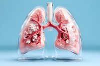 Anatomical model showing transparent human lungs with detailed bronchial tree and alveoli structure in pink color against light blue background for medical education.