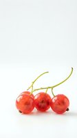 Fresh red currants with green stems isolated on white background for healthy food and nutrition concepts.