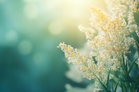 Delicate white wildflowers against blurred turquoise background with soft sunlight and bokeh effect, creating dreamy natural atmosphere for romantic designs.