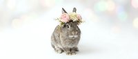 Adorable gray rabbit wearing pink floral crown sitting on white background, perfect for Easter celebrations, spring decorations and pet photography.