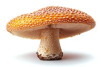 Detailed amanita muscaria mushroom with orange-red cap and white spots on isolated background, showing gills and stem texture for nature and botanical design.