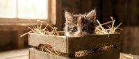 Adorable tabby kitten sitting in wooden crate filled with straw in rustic barn setting with warm natural lighting for pet and agriculture themes.