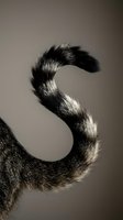 Striped cat tail with black and gray fur pattern curled in S-shape against neutral background for pet care and animal behavior concepts.