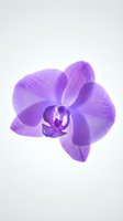 Vibrant purple orchid bloom isolated on white background, showcasing delicate petals and central stamen. Suitable for floral design, botanical prints, and decorative projects.