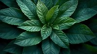 Fresh green leaves arranged in circular pattern with detailed texture and veins visible against dark background, creating natural mandala effect in macro photography.