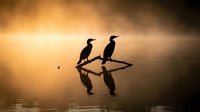 Two cormorants perched on a branch at sunrise, silhouetted against golden and stormy skies reflected in calm water below for nature and wildlife themes.