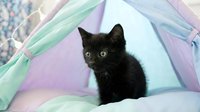 Black kitten with green eyes sitting inside colorful pastel tent, playful pet portrait for animal lovers and cat enthusiasts.