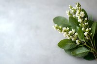 Fresh laurel branch with white blossoms and green leaves on light gray marble background, copy space for spring seasonal designs and floral arrangements.