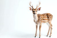 Young male spotted deer with antlers standing alert against white background, isolated wildlife illustration for nature and conservation projects.