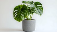 Monstera deliciosa plant with large green split leaves in modern gray concrete pot against white background, minimalist home decor style.
