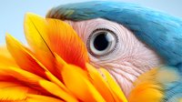 Vibrant close-up of blue and gold macaw eye and feathers showing intricate detail and natural patterns in striking yellow, orange, pink and turquoise plumage.