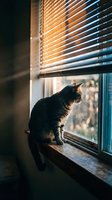 Black tabby cat sitting on wooden windowsill, gazing outside through glass window with golden sunlight filtering through partially closed blinds, warm interior lighting.