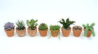 Collection of small succulent plants in terracotta pots arranged in row on white background, houseplants for home decor and gardening projects.