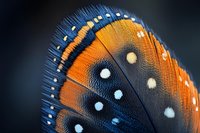 Extreme macro close-up of vibrant orange and blue butterfly wing showing intricate spotted pattern and delicate feather-like scales in stunning detail.