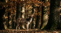 Majestic deer with antlers standing in autumn forest with golden foliage and warm sunlight filtering through trees creating peaceful wildlife scene.