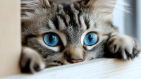 Close up portrait of gray tabby cat with intense bright blue eyes peeking from behind surface, showing curious and playful expression. Perfect for pet care and animal themes.