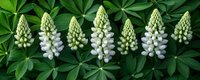 Row of white lupine flowers in various blooming stages from buds to full bloom, arranged on green lupine leaves background.