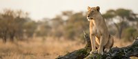 Majestic lioness sitting on fallen tree trunk in African savanna during golden hour sunset with acacia trees in background creating wildlife photography scene.