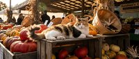 Calico cat resting on wooden crates at a sunny autumn farmers market surrounded by colorful pumpkins, gourds, and harvest vegetables.