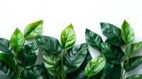 Fresh green tropical leaves arranged in row on white background, natural botanical border design element for creative layouts and compositions.