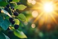 Fresh blackberries ripening on branch with green leaves in warm golden sunlight creating natural bokeh background for organic farming concepts.