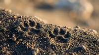 Footprints in sand close-up showing detailed texture and depth. Natural outdoor beach or desert surface with warm lighting and shallow focus background.
