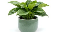 Lush green Hosta plant with broad leaves growing in modern sage green ceramic pot against white background, isolated decorative houseplant for interior design.