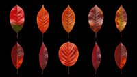 Autumn leaves collection in red and orange tones, isolated on transparent background, ready for T-shirt design, stickers, clipart, sublimation, and print on demand projects.