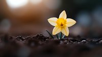 Single yellow daffodil emerging from dark soil with soft bokeh background, showcasing spring awakening and natural growth in garden photography.
