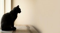 Black cat silhouette sitting by window with soft natural light creating peaceful domestic scene for pet lovers and home decor projects.