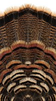 Symmetrical feather pattern featuring warm brown, black, and cream tones with intricate barring details. Isolated on white background, ready for design projects, textiles, and decorative applications.