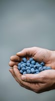Male hands holding fresh blueberries against neutral background, suitable for food, agriculture, health and wellness marketing materials.