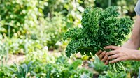 Freshly harvested curly kale with vibrant green leaves held in hands against blurred garden background, suitable for organic food, healthy eating, and agriculture content.