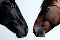 Black and brown horse heads facing each other in profile against white background, showing detailed features, nostrils and eyes in dramatic close-up portrait.