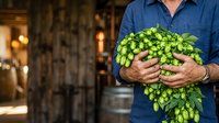 Mature male farmer holding fresh green hop cones in hands outdoors, showcasing harvest for brewery and craft beer production use.