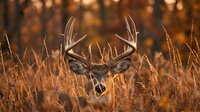 Majestic white-tailed deer buck with large antlers standing in golden autumn grassland during sunset, wildlife photography for hunting and nature themes.