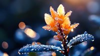 Orange flower with morning dew drops on petals against dark blurred background. Macro nature photography captures water droplets and bokeh light effects in dawn light.