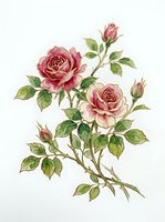 Botanical illustration of pink roses with green foliage and buds on isolated white background, ready for design projects, clipart, and decorative applications.