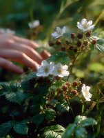 Delicate white blackberry blossoms with green leaves in soft sunlight, female hands gently touching wild flowering bush in garden, dreamy spring nature macro photography.